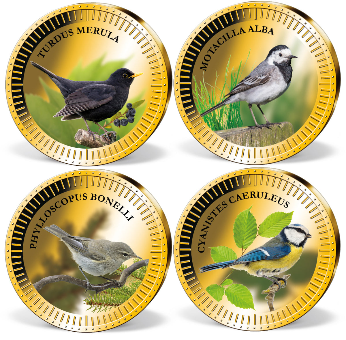 Produktbild von 24er Komplett-Set 'Europäische Singvögel'