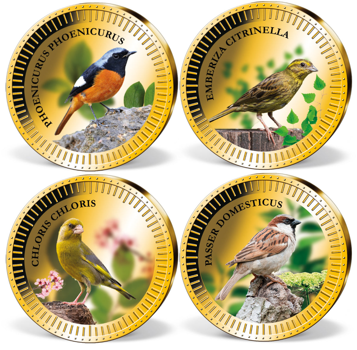 Produktbild von 24er Komplett-Set 'Europäische Singvögel'