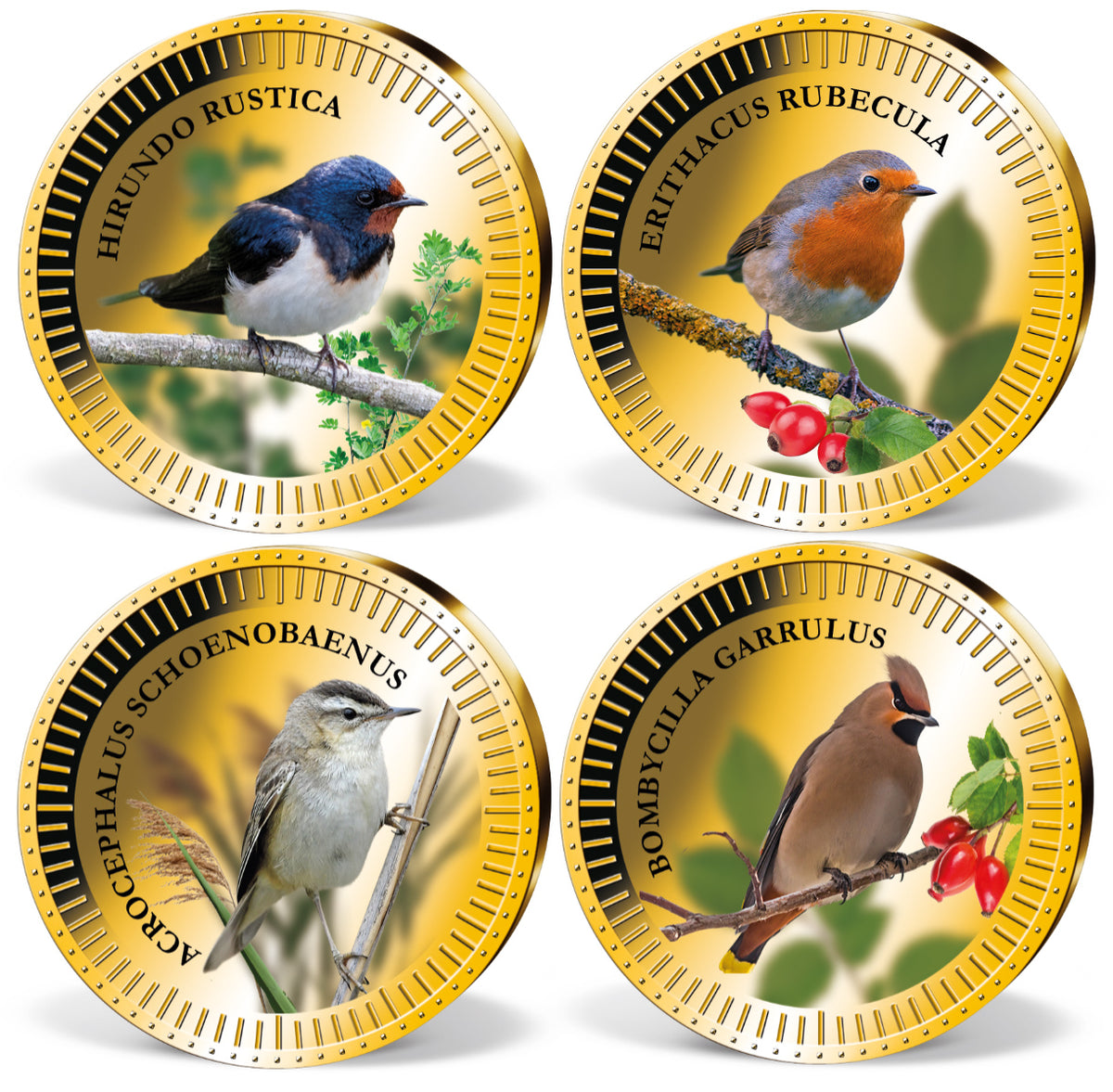 Produktbild von 24er Komplett-Set 'Europäische Singvögel'
