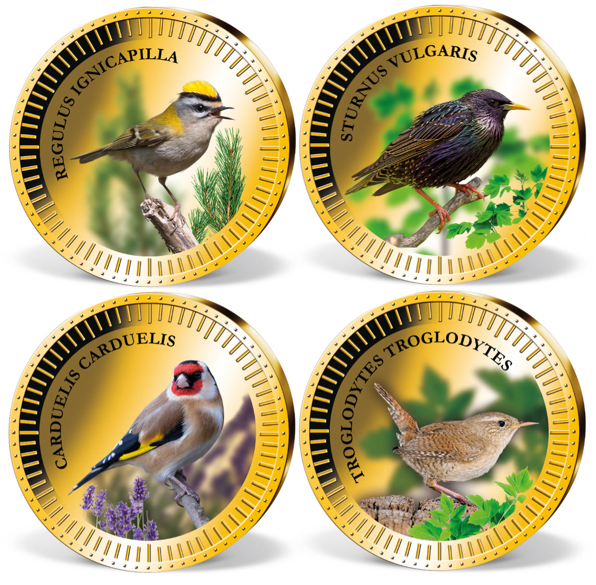 Produktbild von 24er Komplett-Set 'Europäische Singvögel'